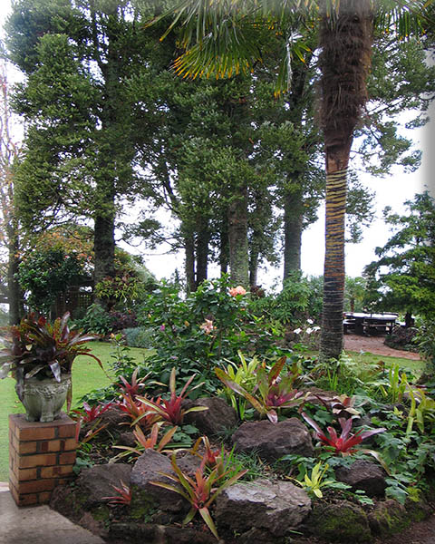 Arapito bromeliad garden